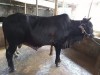 Silsela Agro Cow - 03